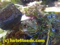 /home//u458753944/public_html/sourcegallery///Frogs/More bullfrogs/P1070542.JPG